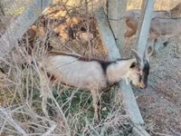 公山羊, Goats — 照片 1