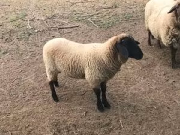 Schaf, Tsigai sheep — Ungarn