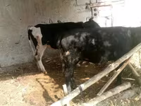 Krava, Russian Black pied cattle — foto 2