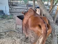 Cow, Limousin cow — photo 2