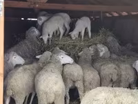 मेढ़ा, Merinoland sheep — फ़ोटो 3