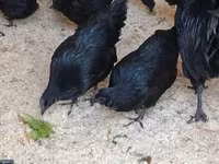 Ayam Cemani — 3. fotó