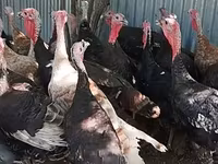 Turkeys — الصورة 2