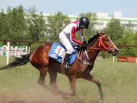 Klisna, Arabian horse — foto 3