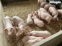 Pigs (batch, sex not specified), Гипор — photo 6