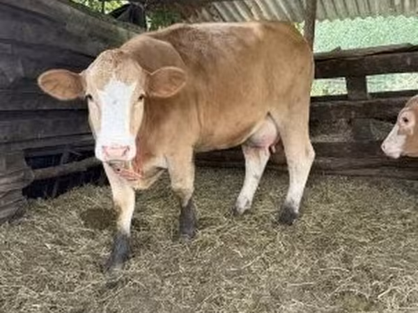 Cow, Simmental cattle — Hungary