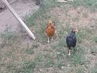Chickens — الصورة 3