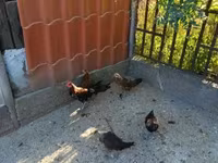 Danish hen — photo 1