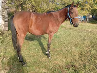 Caballo, Anglo-Arabian — foto 4