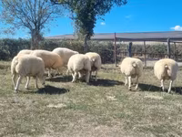 Kos, Texel sheep — 3. fotó