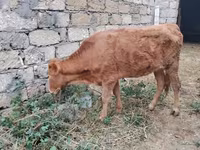 Krava, Skot — foto 6