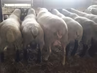 公羊, White Suffolk sheep — 照片 2