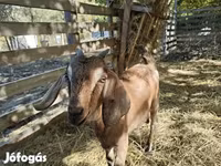 母山羊, Nubian Goat — 照片 1