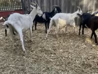 Bak, Alpine goat — 4. fotó