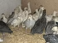 Turkeys — 照片 1
