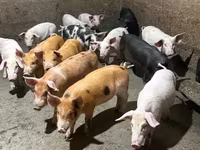 Sow, Pigs — photo 6