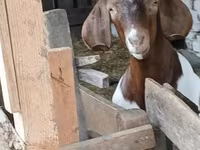 Kozel, Boer goat — foto 3