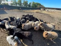 كبش, Racka sheep — الصورة 6