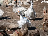 Geese — photo 3