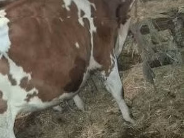 ثور, Simmental cattle — هنغاريا