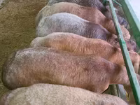 Ram, Sheep — photo 6
