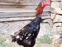 长门鸡 — 照片 3