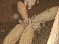 Pigs (batch, sex not specified), Мангалица — photo 5