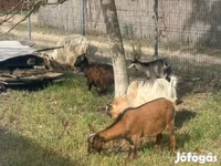 Cabras (lote, sexo no especificado), Cabras — foto 2