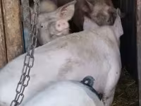 母猪, Pigs — 照片 5