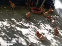 Danish hen — photo 1
