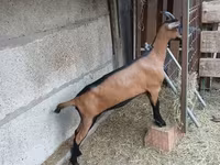 बकरी, Alpine goat — फ़ोटो 1
