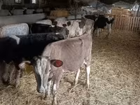 Bika, Simmental cattle — 3. fotó