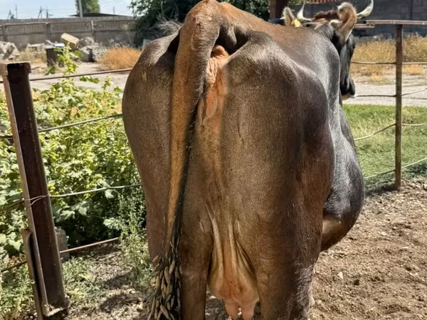 Vaca, Bovinos