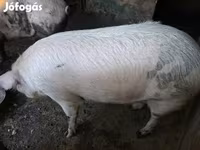 Disznók (tétel, nem megadva), Sertések — 2. fotó