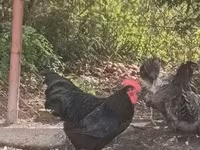 Australorp — foto 2