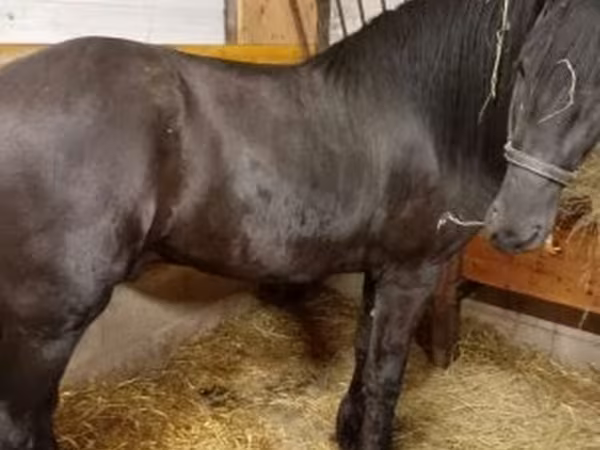 Hing, Friesian
