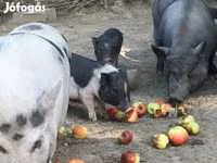 Boar, Вьетнамская вислобрюхая — photo 8