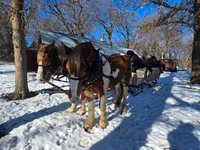 Hengst, Pinto horses — Foto 6