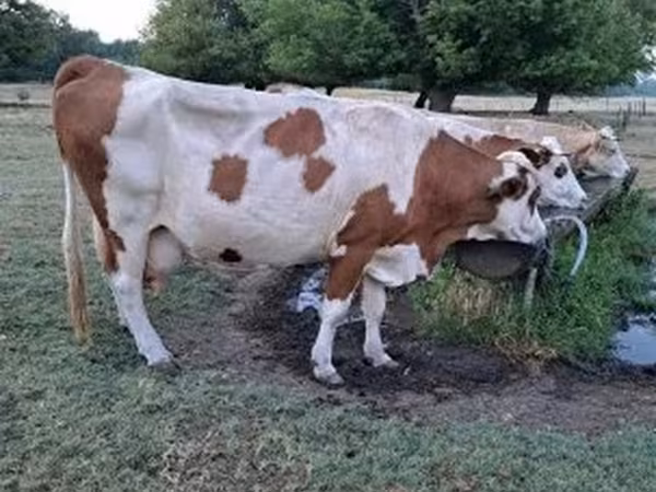Tehén, Simmental cattle — Magyarország