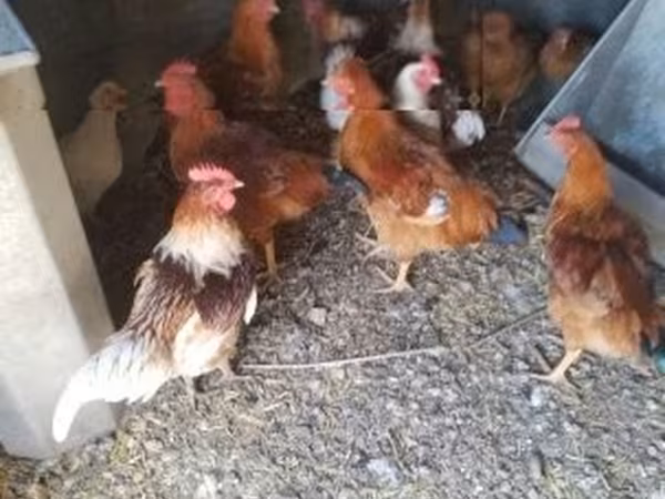 Chickens — Magyarország