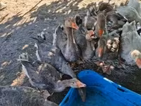 灰色和灰斑丹麦鹅 — 照片 2