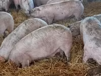 Pigs (batch, sex not specified), Крупная белая — photo 1