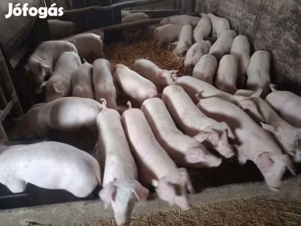 Pigs (batch, sex not specified),  — Hungary