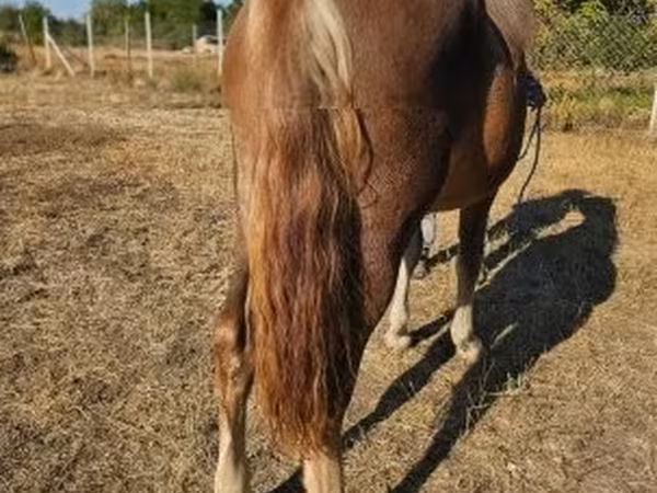 Jument, Chevaux