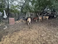 Bika, Swiss cattle — 5. fotó