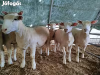 Schaf, Ile-de-France sheep — Foto 4