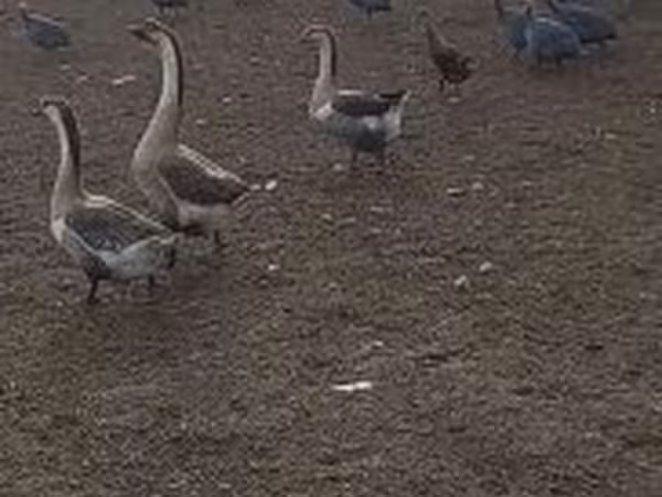 Geese — Magyarország