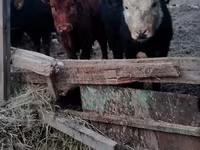 Bulle, Swiss cattle — Foto 3