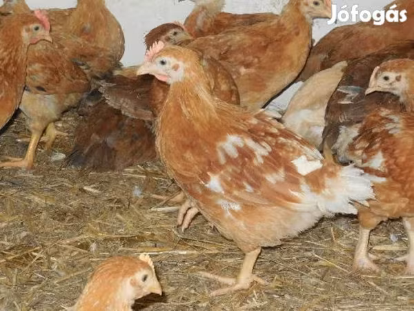 Chickens