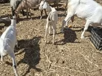 母山羊, Nubian Goat — 照片 4